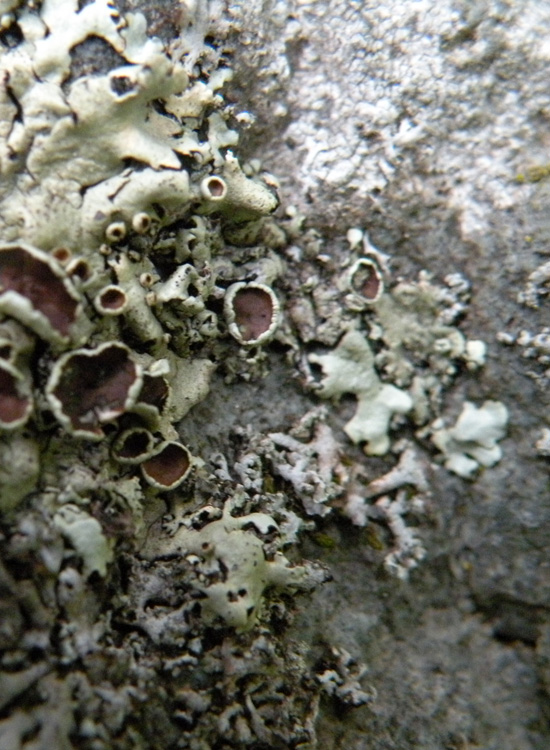 Dal Trentino, su roccia calcarea 2